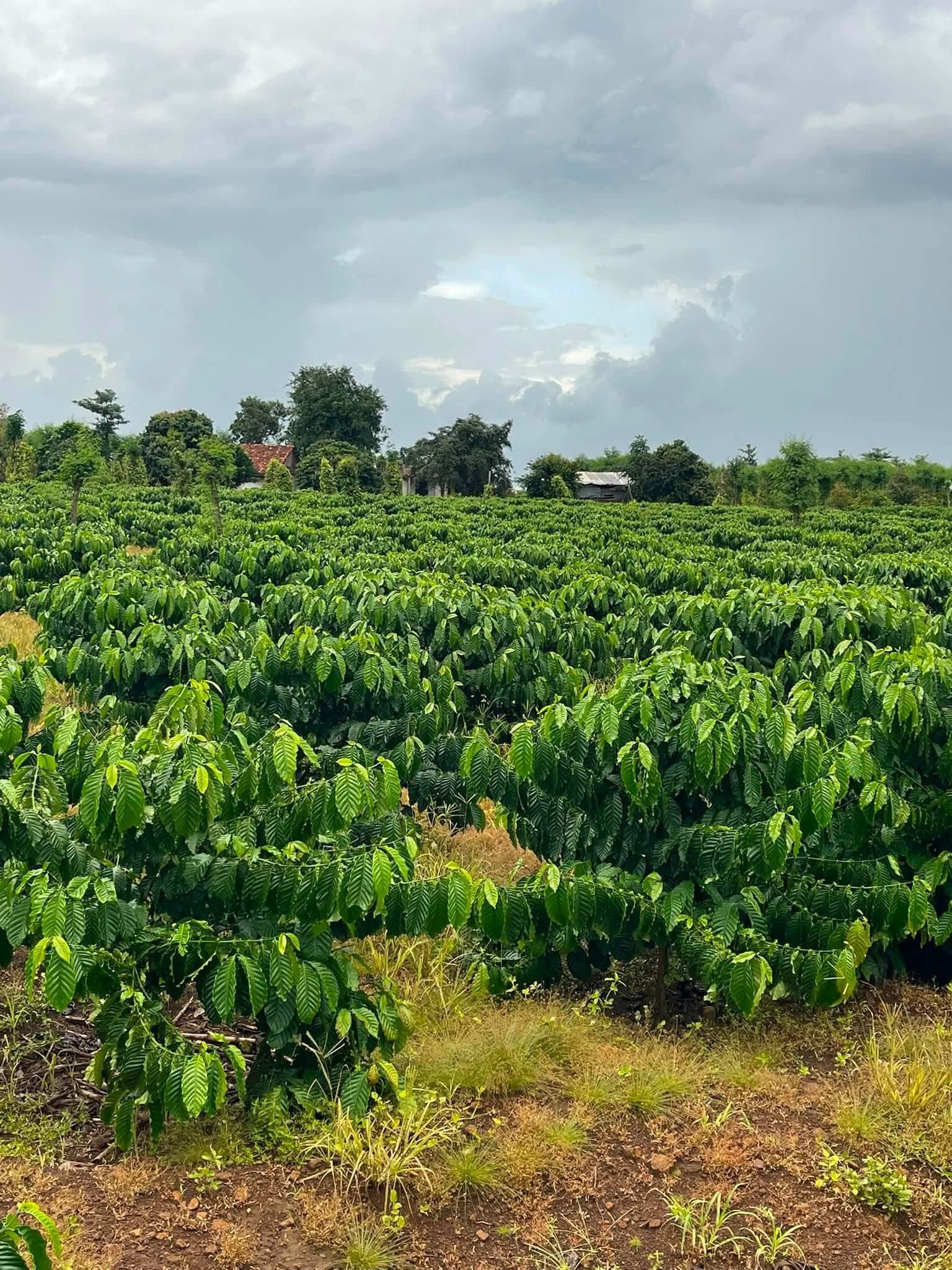 Bán 2,8ha đất cà phê tại Đăk Gằn, Đăk Mil, Đắk Nông