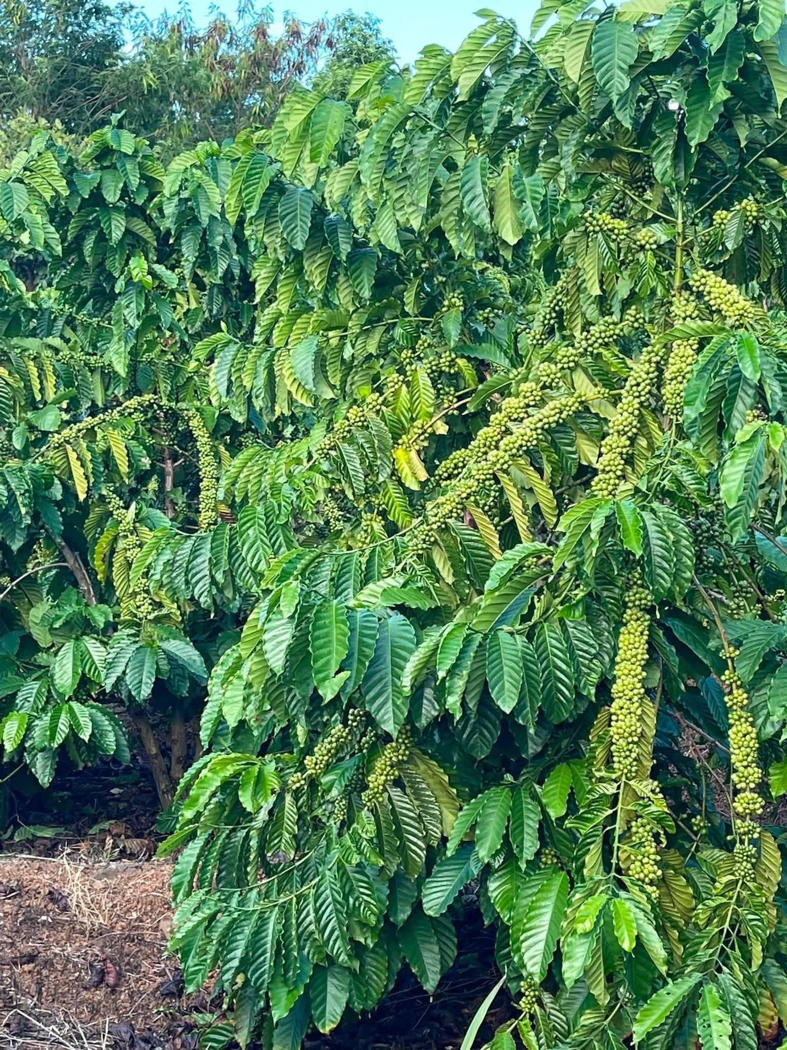 Bán 2,8ha đất cà phê tại Đăk Gằn, Đăk Mil, Đắk Nông - ảnh 2