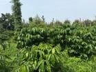 Bán 2ha cafe xen sầu riêng và tiêu, Cư Sue - ảnh 6