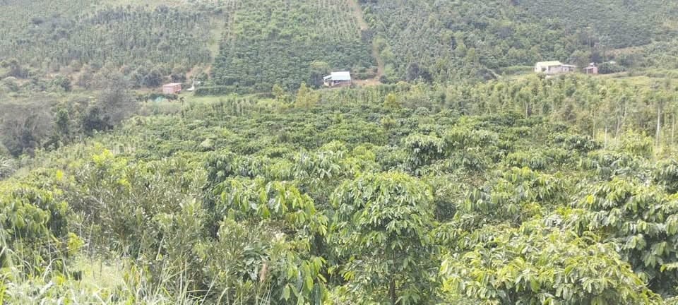 Bán 4,5ha đất full cà phê kinh doanh (thôn 8 Trường Xuân, Đắk Song)