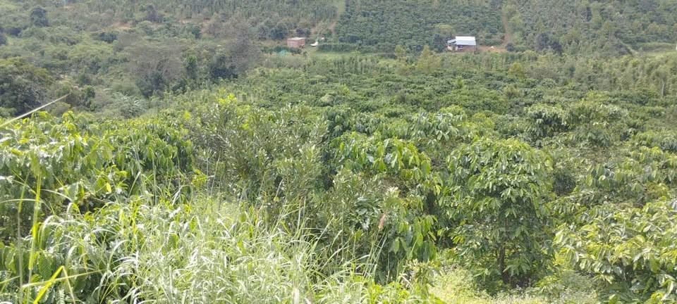 Bán 4,5ha đất full cà phê kinh doanh (thôn 8 Trường Xuân, Đắk Song) - ảnh 2