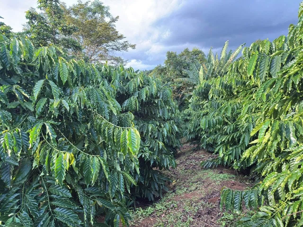 Bán 4,5ha vườn cà phê tơ, xã Quảng Tín, Đắk R'lấp - ảnh 2