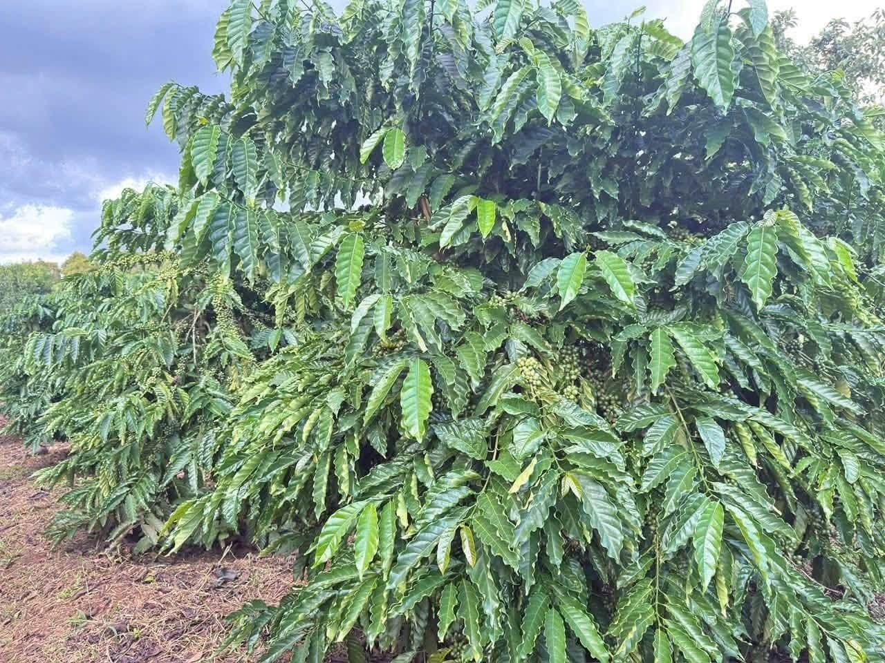 Bán 4,5ha vườn cà phê tơ, xã Quảng Tín, Đắk R'lấp - ảnh 3