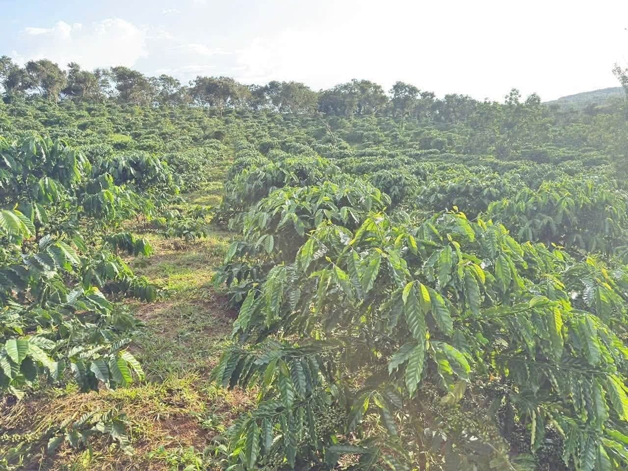 Bán 4,5ha vườn cà phê tơ, xã Quảng Tín, Đắk R'lấp - ảnh 4