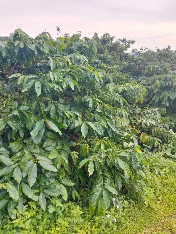 Bán 4 ha đất rẫy tại Ia Pích, Ia Grai, Gia Lai - ảnh 2