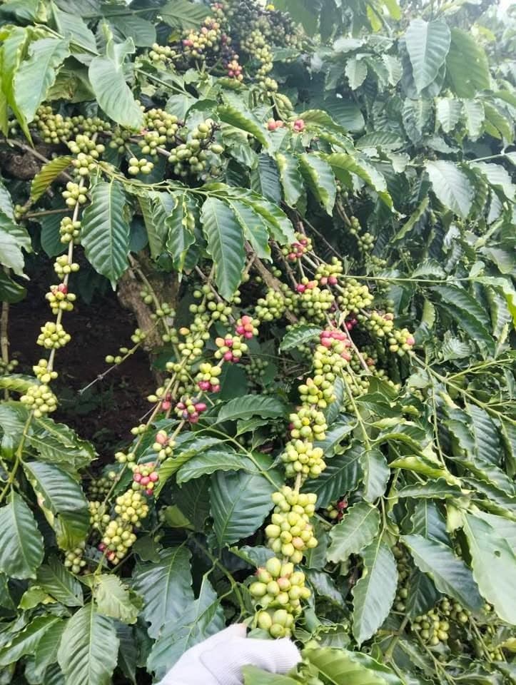 Bán 4 ha đất rẫy tại Ia Pích, Ia Grai, Gia Lai - ảnh 3