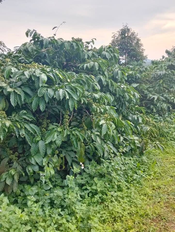 Bán 4 ha đất rẫy tại Ia Pích, Ia Grai, Gia Lai - ảnh 5