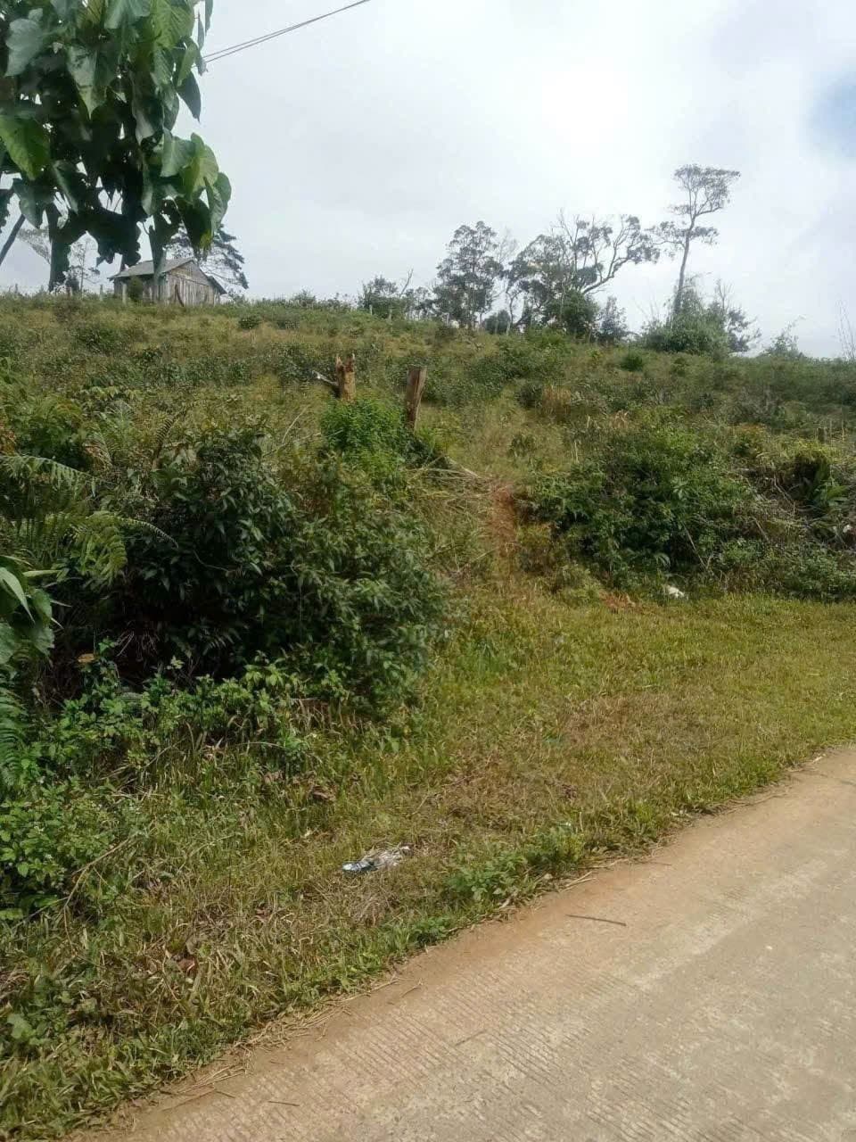 Bán 5.500m² đất tại Hiếu, Măng Đen view thung lũng - ảnh 2