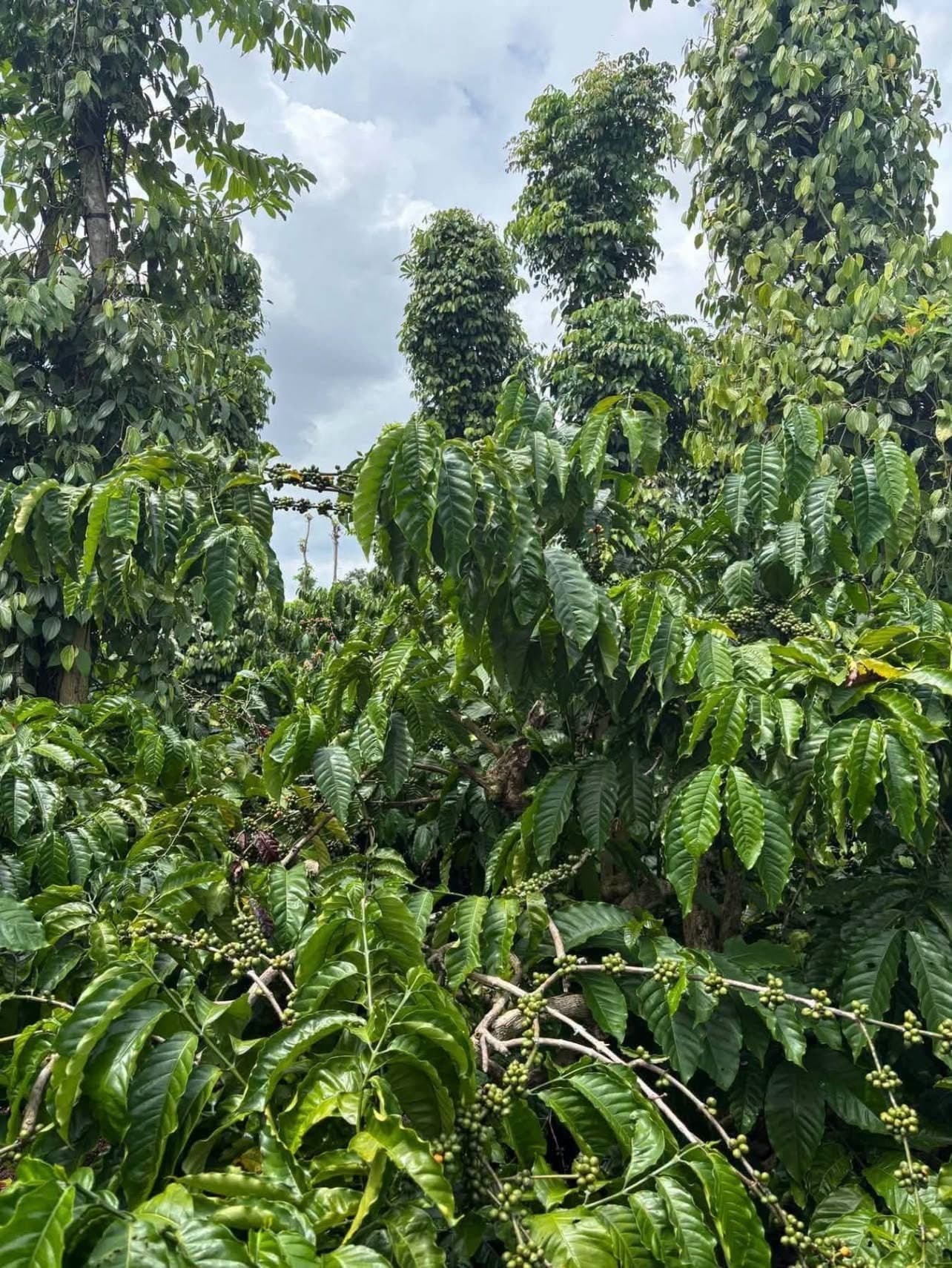 Bán 5 sào đất đỏ Quảng Hiệp, Cư M'gar