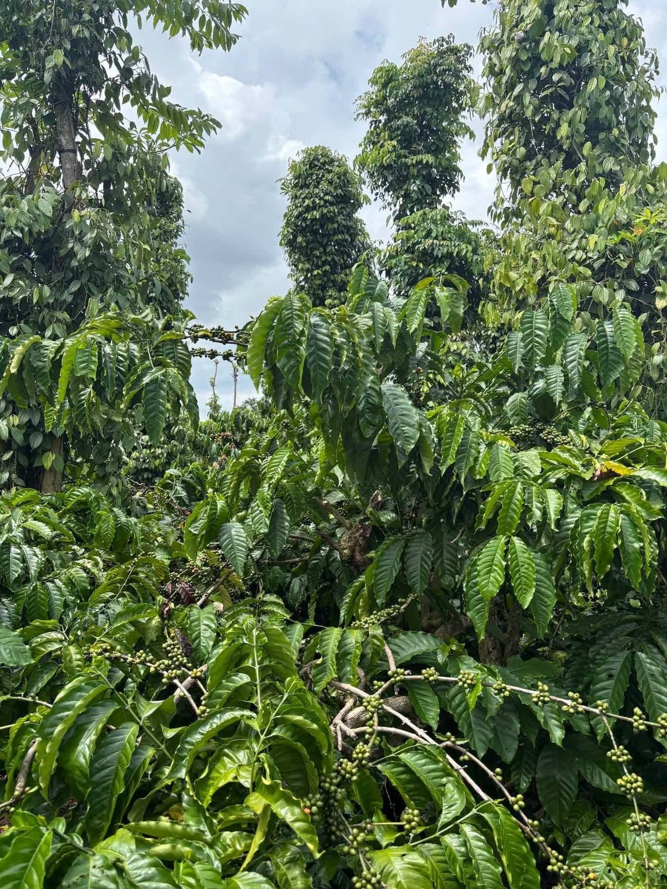 Bán 5 xào đất đỏ nguồn thu cà phê - tiêu, Quảng Hiệp