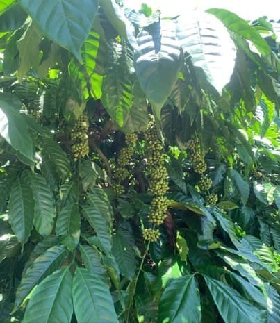 Bán 6ha rẫy full cà phê kinh doanh tại Kon Tum