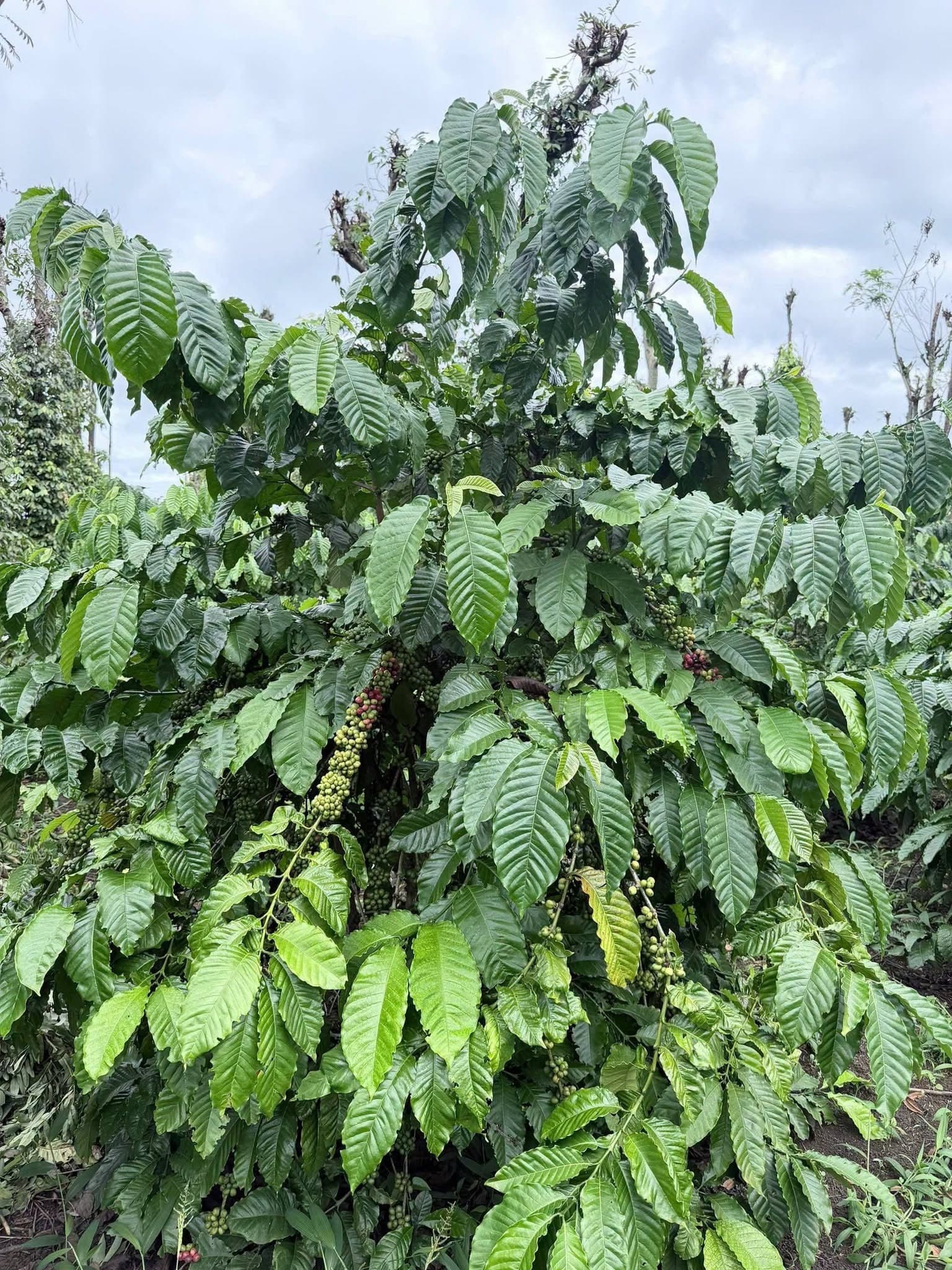 Bán 8,4 sào đất liên kết Ea Tiêu, nguồn thu cà phê - tiêu - sầu riêng - ảnh 2