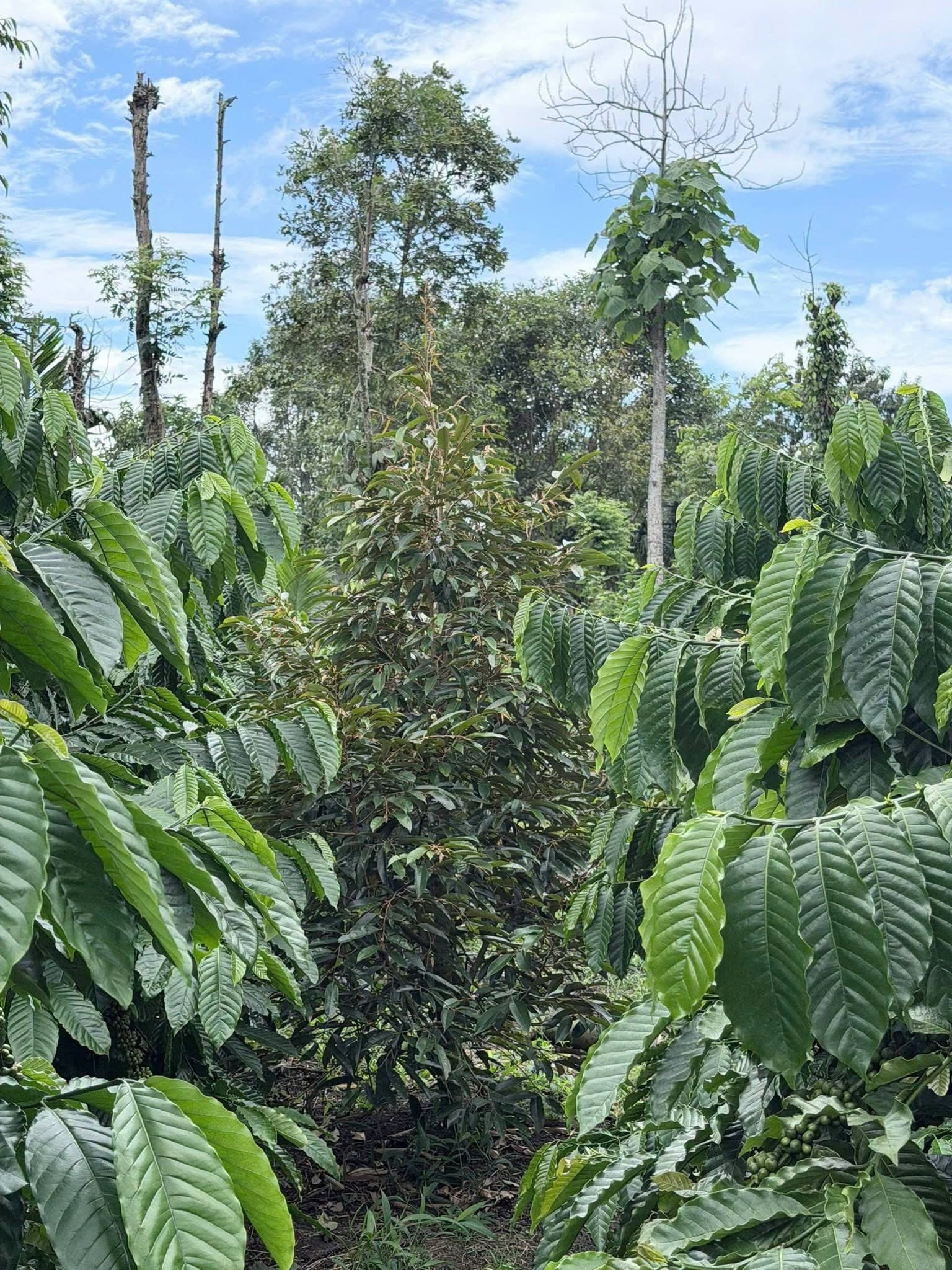 Bán 8,4 sào đất liên kết Ea Tiêu, nguồn thu cà phê - tiêu - sầu riêng - ảnh 6