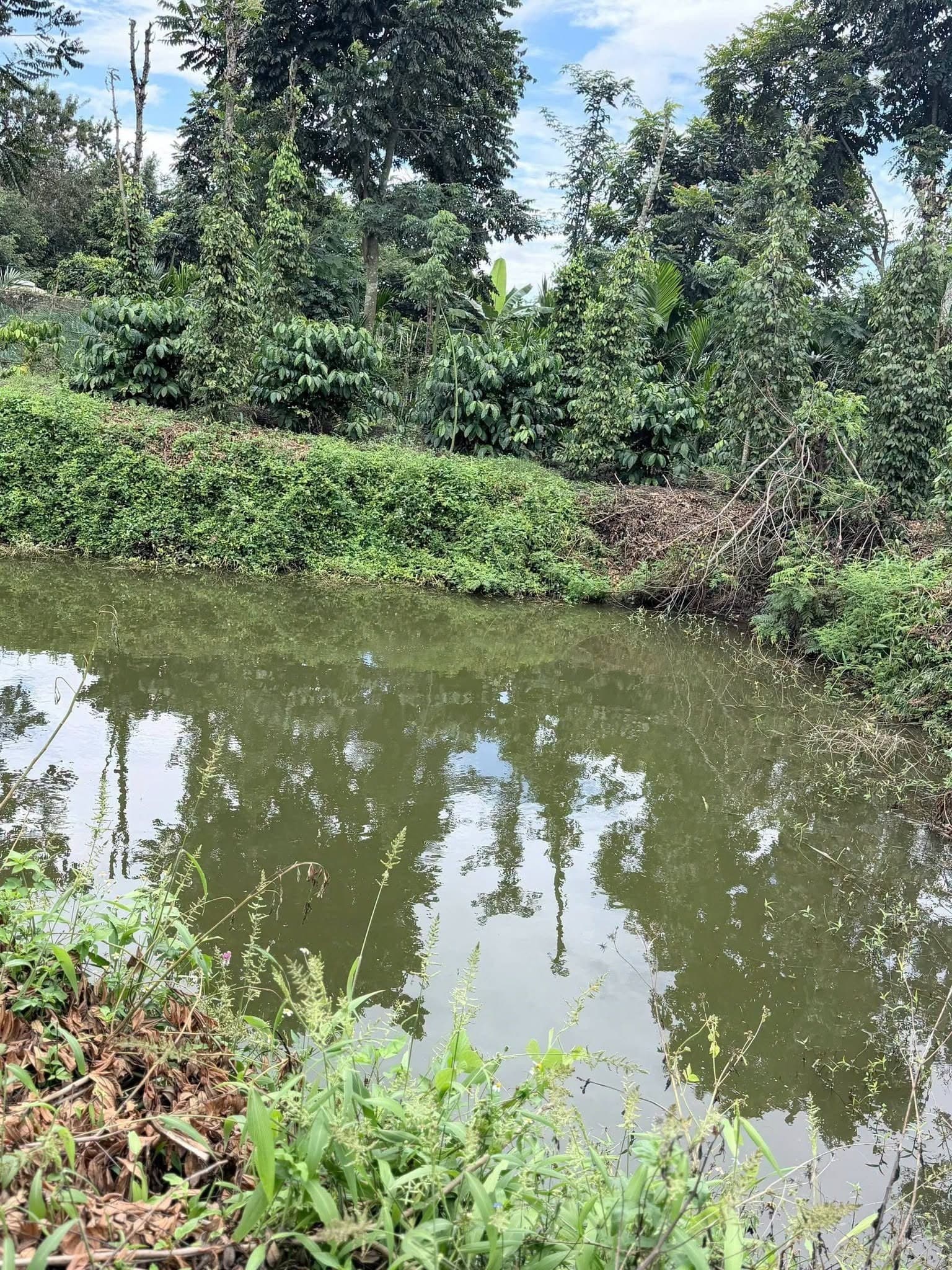 Bán 8,4 sào đất liên kết Ea Tiêu, nguồn thu cà phê - tiêu - sầu riêng - ảnh 7