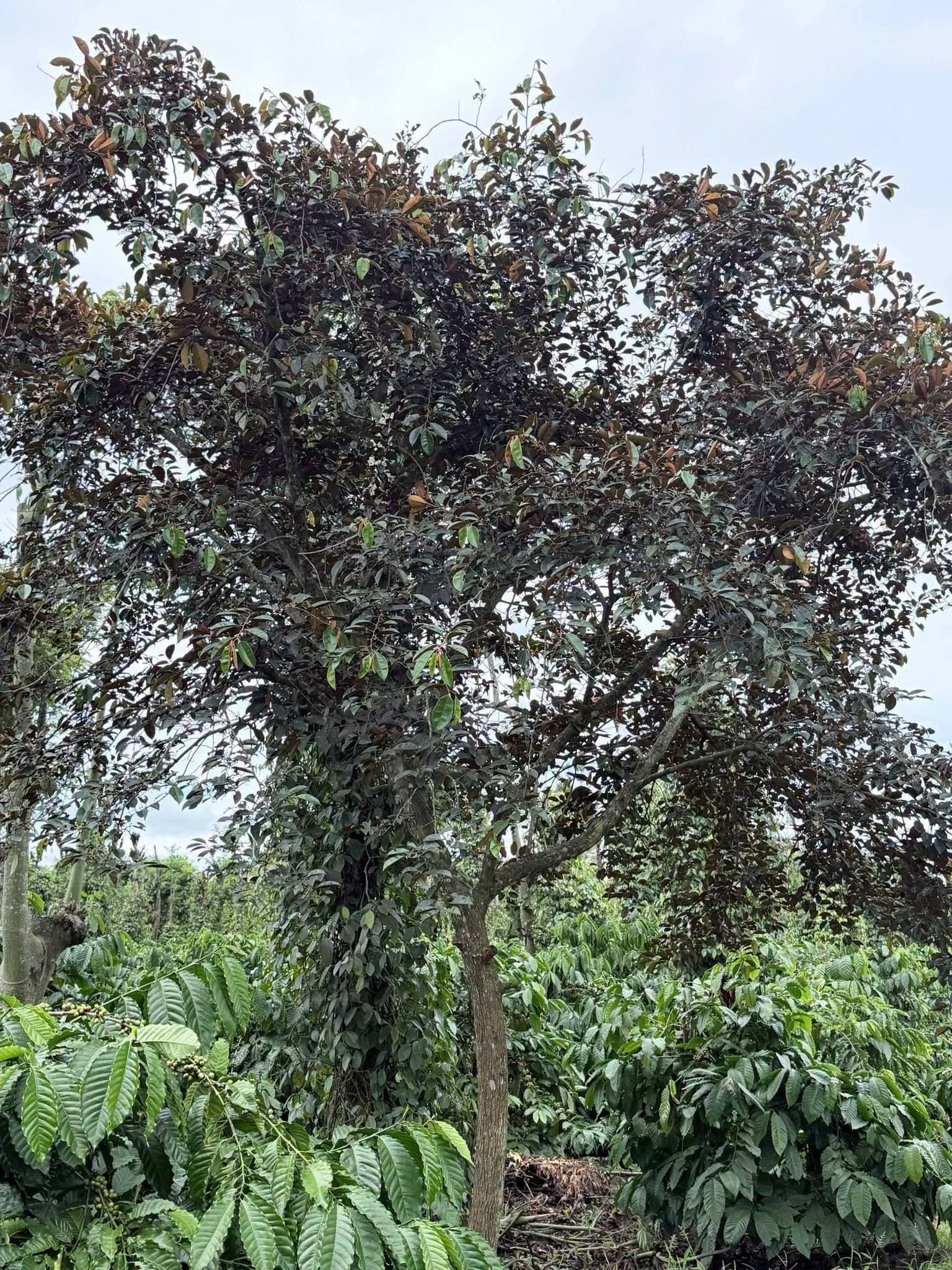 Bán 8,4 sào đất liên kết Ea Tiêu, nguồn thu cà phê - tiêu - sầu riêng - ảnh 8