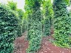 Bán 8s3 đất có sổ, Đắk Ha, Đắk Nông
