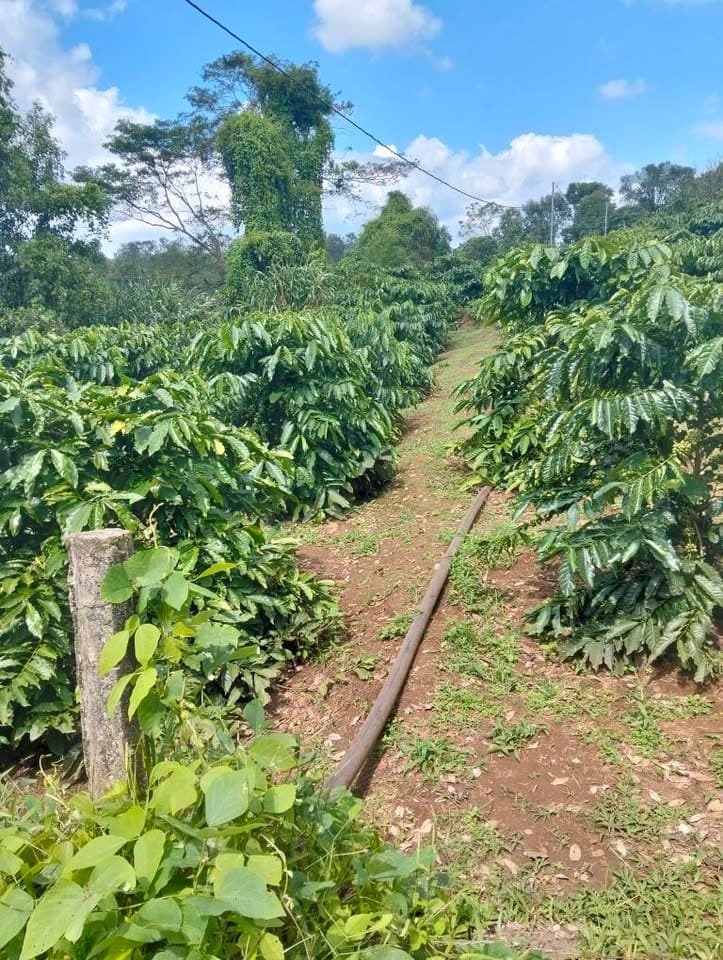 Bán đất rẫy 6,8 sào tại Ia Hrung, Gia Lai