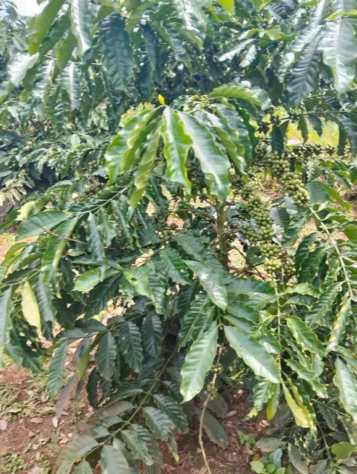 Bán đất rẫy 6,8 sào tại Ia Hrung, Gia Lai - ảnh 3