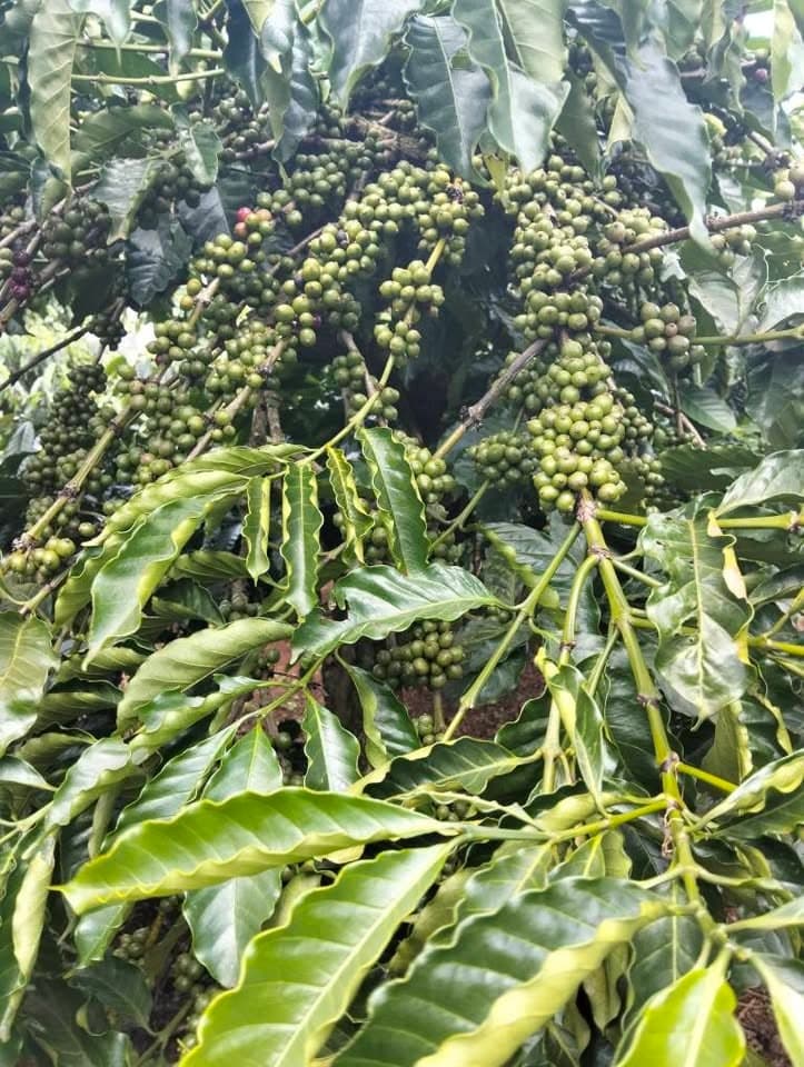 Bán đất rẫy 6,8 sào tại Ia Hrung, Gia Lai - ảnh 4