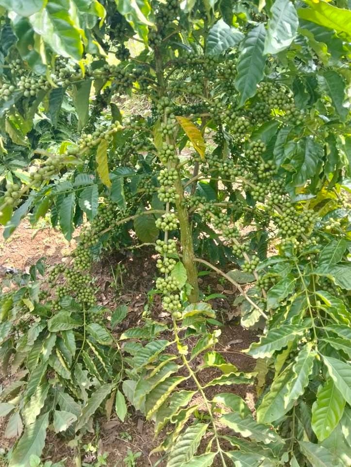 Bán đất rẫy 6,8 sào tại Ia Hrung, Gia Lai - ảnh 5