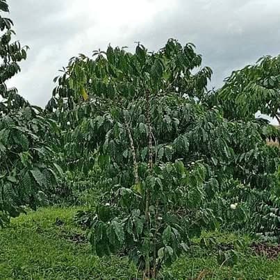Bán đất vườn 5000m² (Tân Thanh, Bảo Lộc)