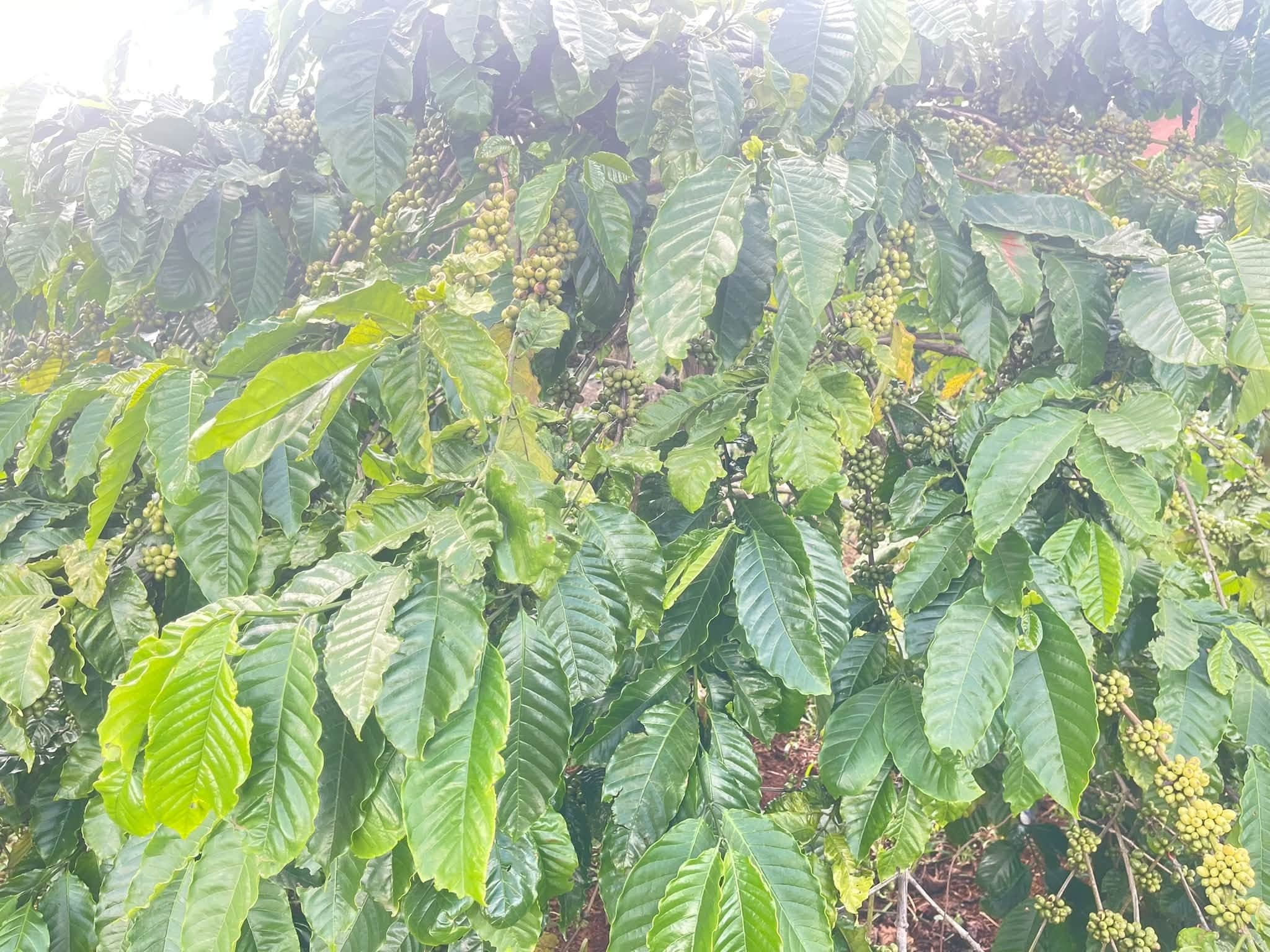 Bán đất vườn cà phê 1,3ha tại Kiến Đức, Đắk Nông