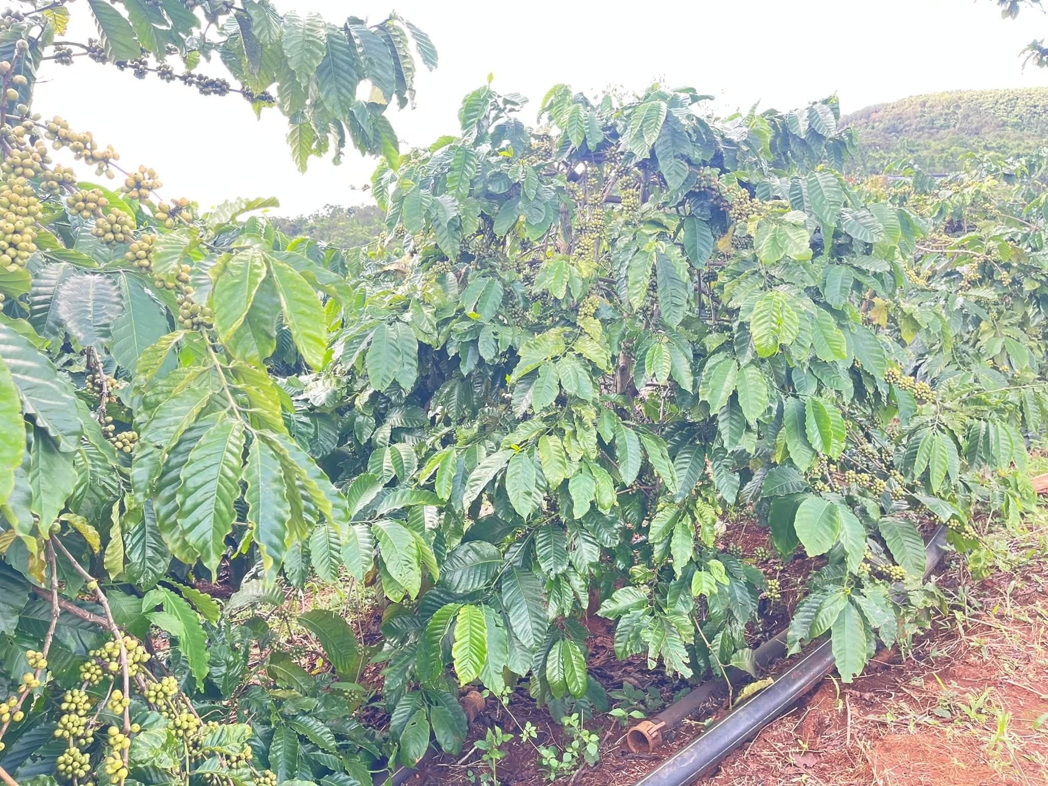 Bán đất vườn cà phê 1,3ha tại Kiến Đức, Đắk Nông - ảnh 2