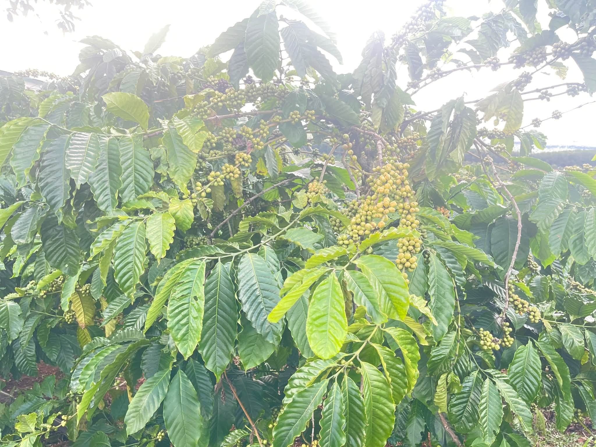 Bán đất vườn cà phê 1,3ha tại Kiến Đức, Đắk Nông - ảnh 3