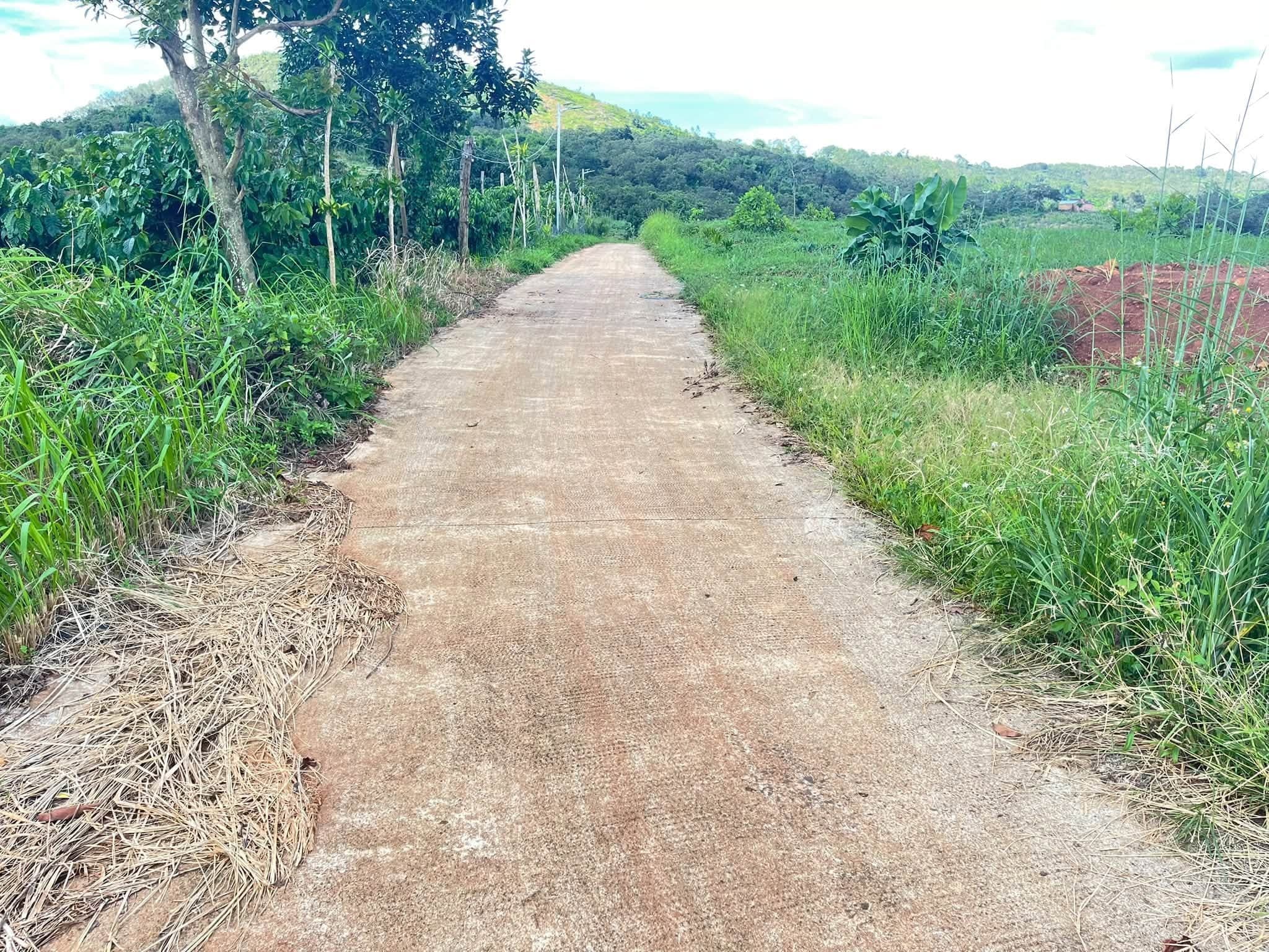 Bán đất vườn cà phê 1,3ha tại Kiến Đức, Đắk Nông - ảnh 4