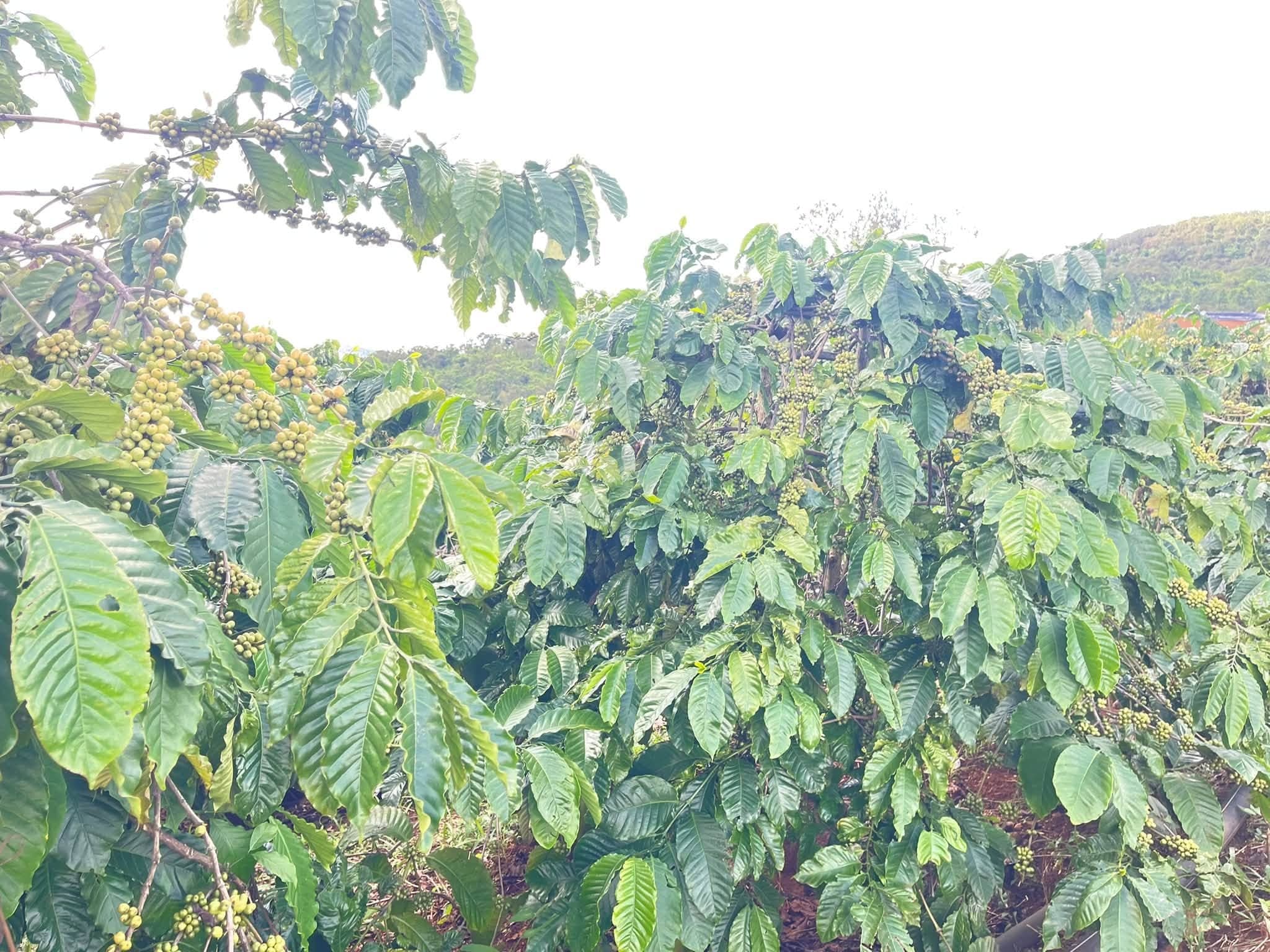 Bán đất vườn cà phê 1,3ha tại Kiến Đức, Đắk Nông - ảnh 5