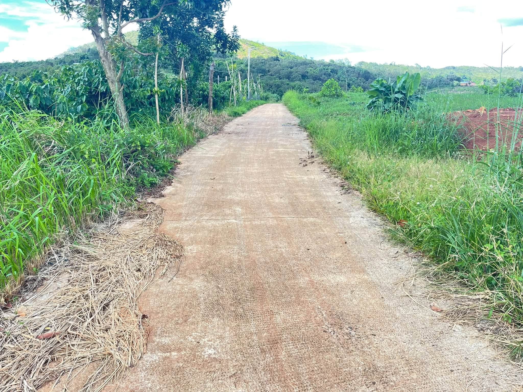 Bán đất vườn cà phê 1,3ha tại Kiến Đức, Đắk Nông - ảnh 7