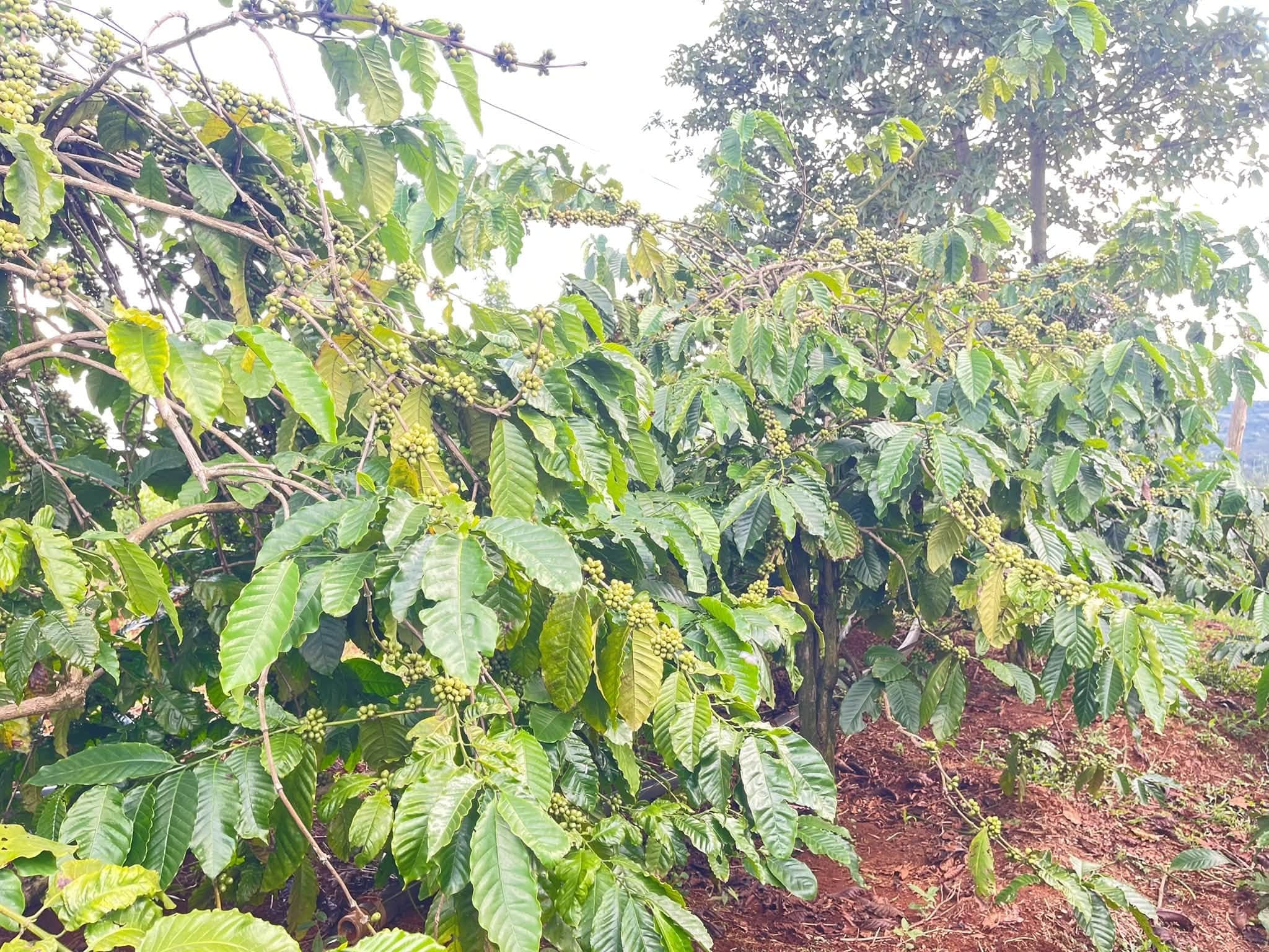 Bán đất vườn cà phê 1,3ha tại Kiến Đức, Đắk Nông - ảnh 8