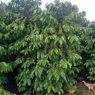 Bán đất vườn caffe chính chủ