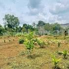 BÁN ĐẤT VƯỜN CƯ M’GAR – VIEW CÁNH ĐỒNG 1000m², đất vuông vắn, rào kín Sẵn cau, s