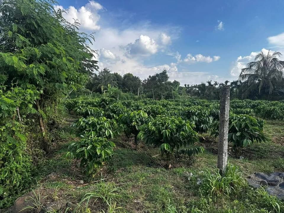 Bán lô đất làm nhà vườn 1 sào tại Buôn Bông, Ea Kao