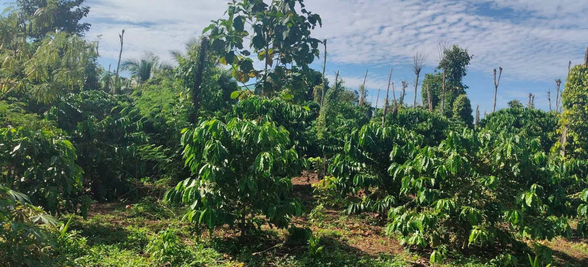 Bán nhanh 1 sào đất có cà phê (Ea Mnang)