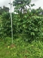 Bán rẫy 1.5ha đất đỏ bazan, Lộc Bắc, Bảo Lâm - ảnh 3