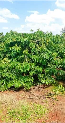Bán rẫy cà phê kinh doanh (Huyện Đắk Đoa, Gia Lai)
