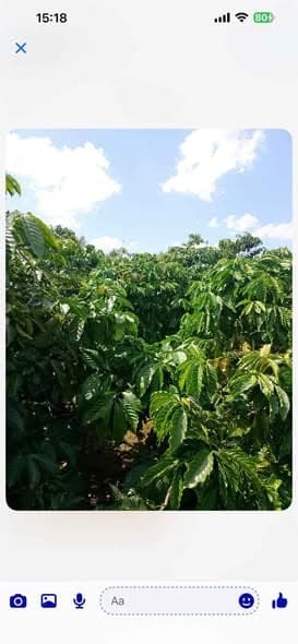 Bán rẫy cà phê kinh doanh (Huyện Đắk Đoa, Gia Lai) - ảnh 2