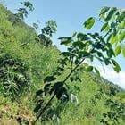 Bán rẫy rẻ quá ạ