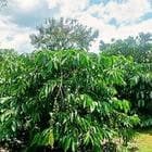 Bán râyc cf đẹp thuộc ianhin,chư păh,gia lai