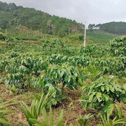 Bán vườn cà phê Ninh Loan, Đức Trọng, Lâm Đồng