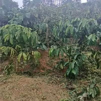 Bán vườn cà phê ở knai