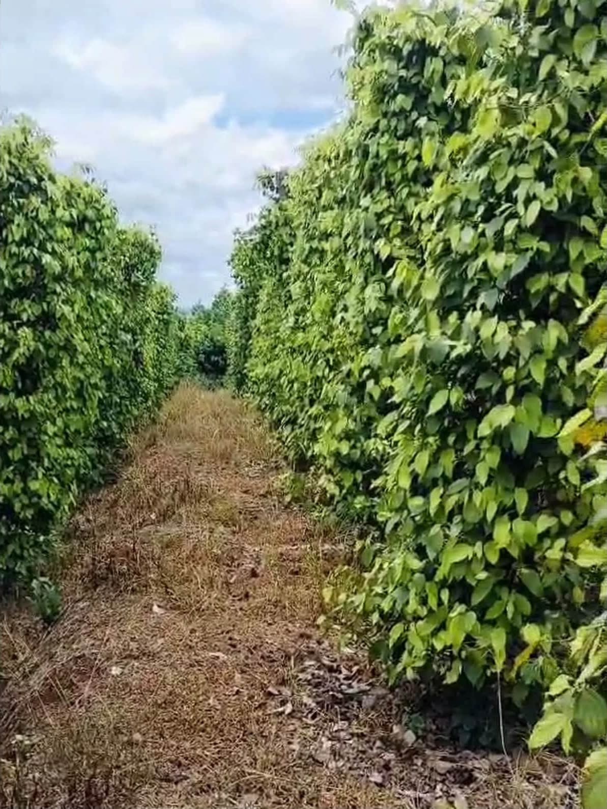 Cần bán 1,1ha đất vườn Quảng Tân, Tuy Đức