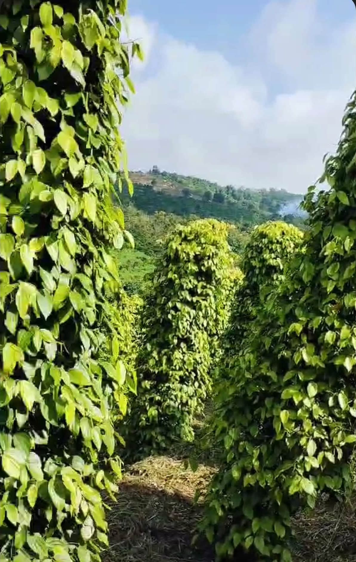 Cần bán 1,1ha đất vườn Quảng Tân, Tuy Đức - ảnh 2