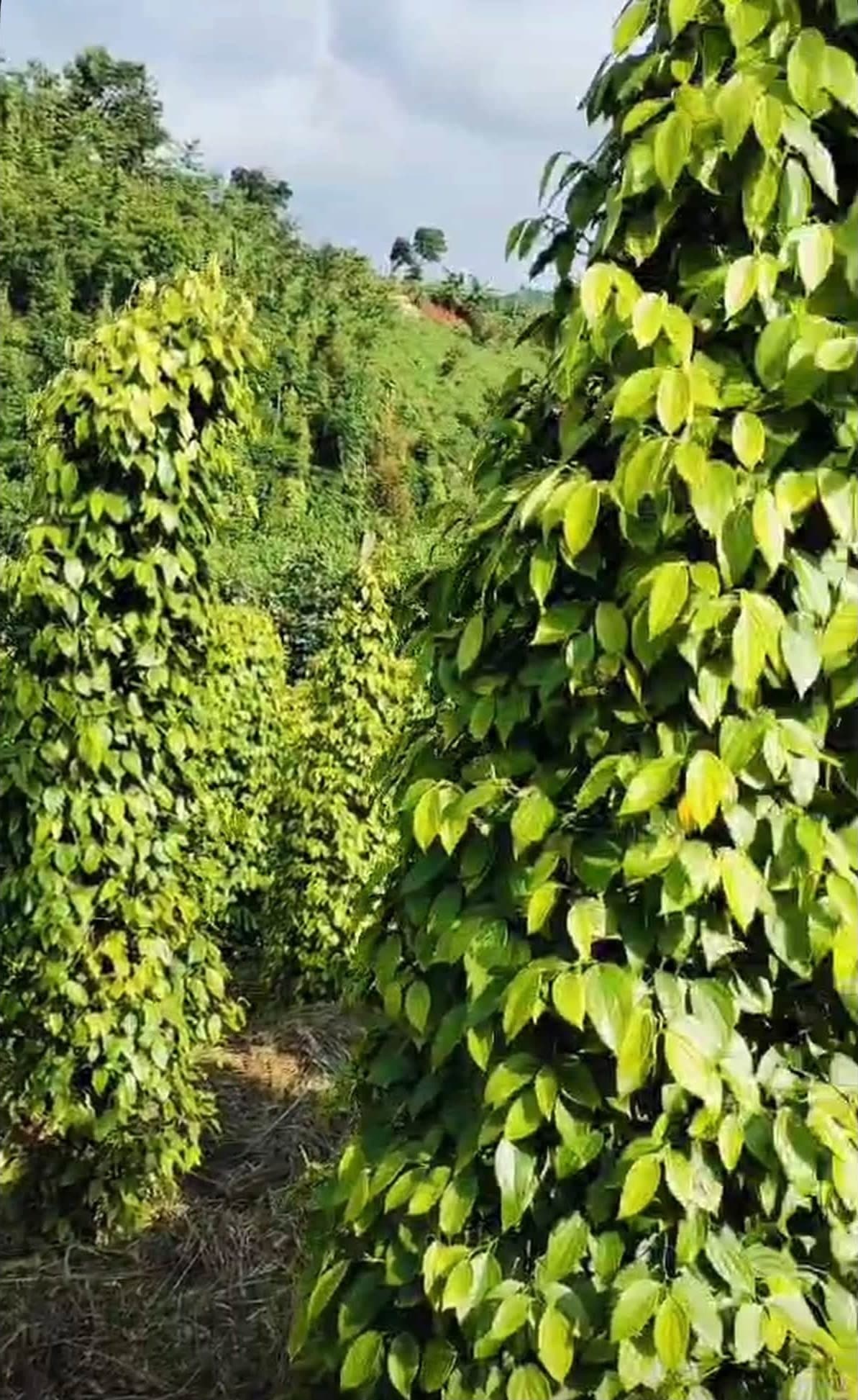 Cần bán 1,1ha đất vườn Quảng Tân, Tuy Đức - ảnh 3