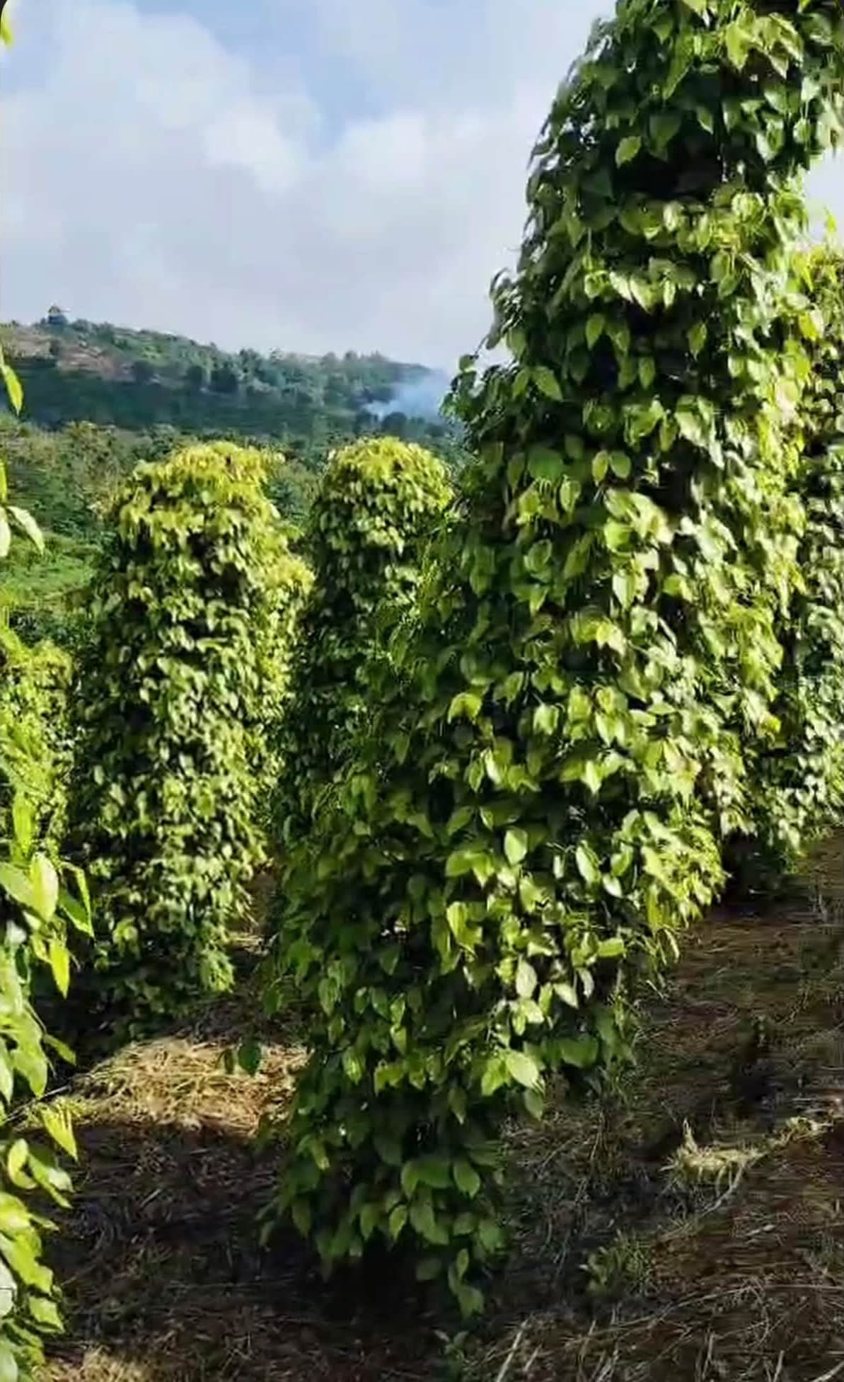 Cần bán 1,1ha đất vườn Quảng Tân, Tuy Đức - ảnh 4