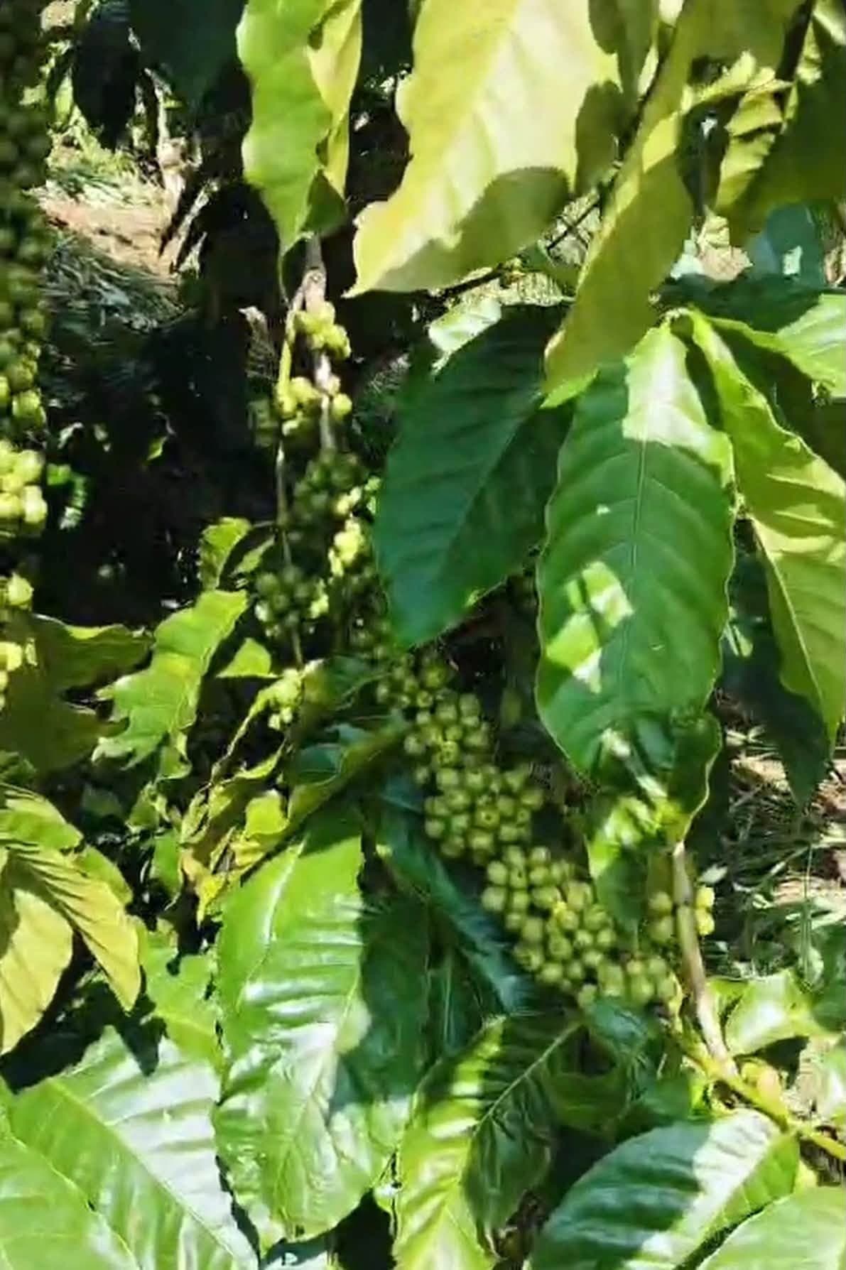 Cần bán 1,1ha đất vườn Quảng Tân, Tuy Đức - ảnh 5
