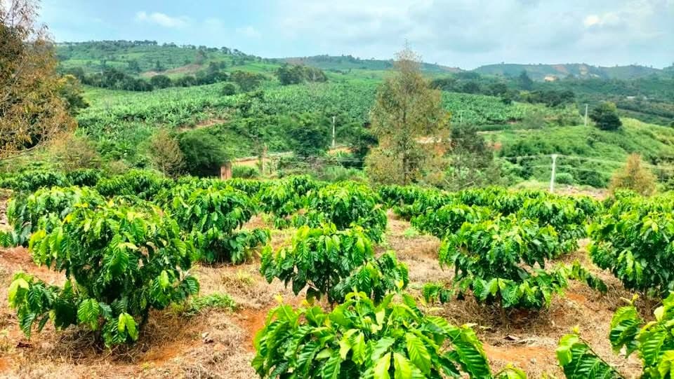 Cần bán 1,2ha cà phê tốt, Bảo Lộc