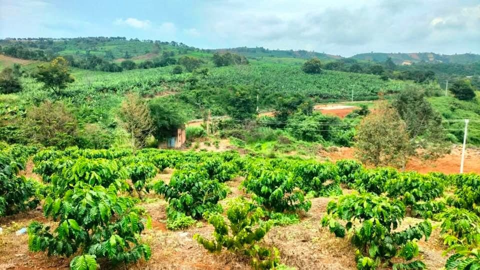 Cần bán 1,2ha cà phê tốt, Bảo Lộc - ảnh 2